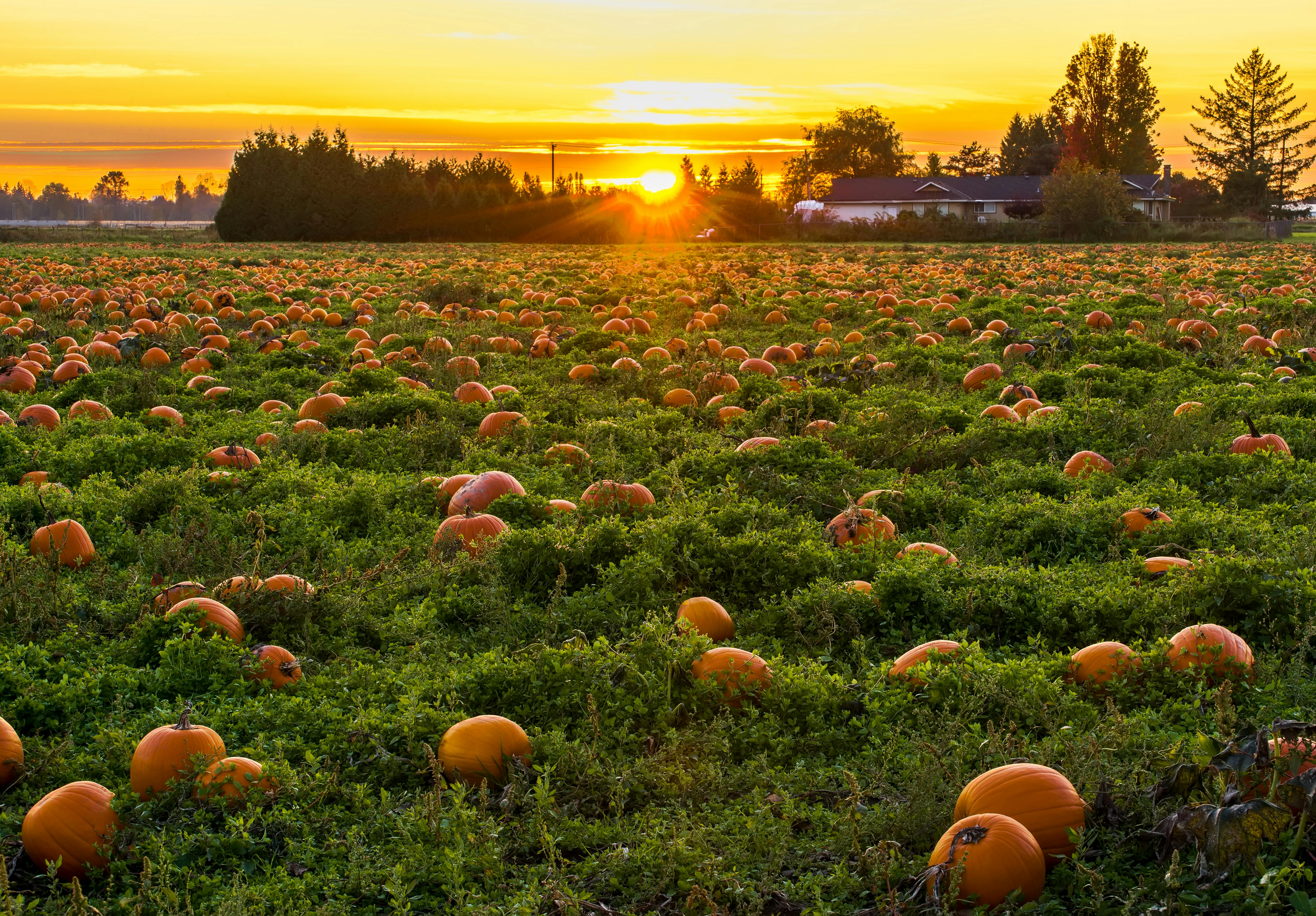 Baba Koko farms